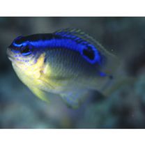 Chrysiptera brownriggii (Bennett, 1828)