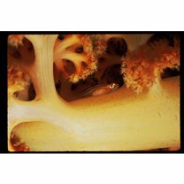 Pleurosicya boldinghi Weber, 1913