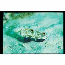 Signigobius biocellatus Hoese et Allen, 1977