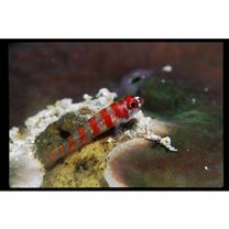 Trimma cana Winterbottom, 2004