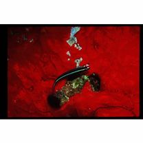 Gobiosoma illecebrosum Bohlke et Robins, 1968