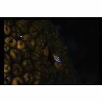 Coryphopterus lipernes Bohlke et Robins, 1962