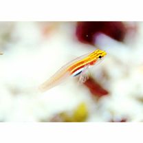 Eviota atriventris Greenfield et Suzuki, 2012