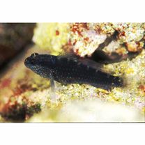 Asterropteryx semipunctata Ruppell, 1830