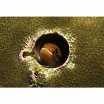 Plagiotremus rhinorhijnchos (Bleeker, 1852)