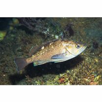 Sebastes taczanowskii (Steindachner, 1880)