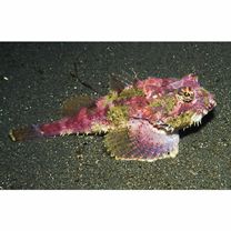 Enophrys diceraus (Pallas, 1783)