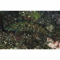 Hexagrammos octogrammus (Pallas, 1814)