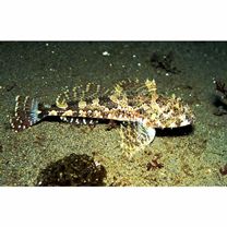 Bero elegans (Steindachner, 1881)