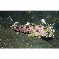 Bero elegans (Steindachner, 1881)