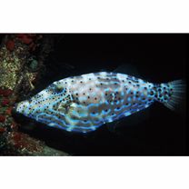 Aluterus scriptus (Osbeck, 1765)