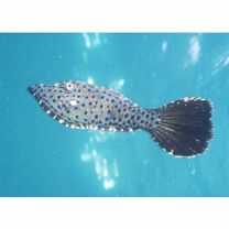 Aluterus scriptus (Osbeck, 1765)