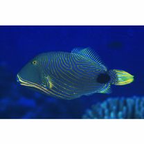 Balistapus undulatus (Park, 1797)