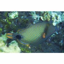 Balistapus undulatus (Park, 1797)