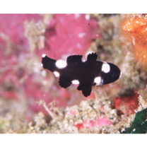 Bodianus axillaris (Bennett, 1832)