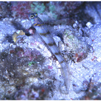 Vanderhorstia kizakura Iwata, Shibukawa et Ohnishi, 2007