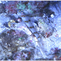 Vanderhorstia kizakura Iwata, Shibukawa et Ohnishi, 2007