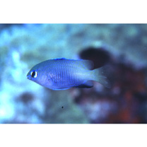 Stegastes insularis Allen et Emery, 1985