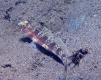 Amblyeleotris periophthalma (Bleeker, 1853)