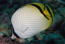 Chaetodon vagabundus Linnaeus, 1758