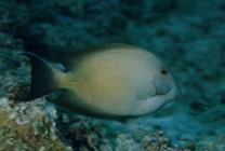 Ctenochaetus striatus (Quoy et Gaimard, 1825)