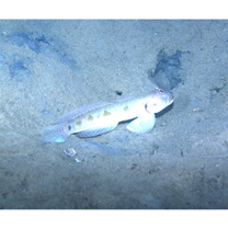 Oxyurichthys papuensis (Valenciennes, 1837)