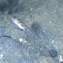 Ctenogobiops mitodes Randall, Shao et Chen, 2007