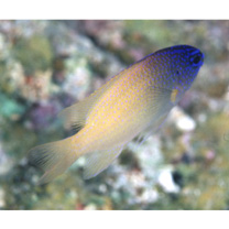 Chrysiptera rex (Snyder, 1909)