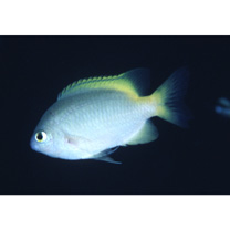 Pomacentrus lepidogenys Fowler et Bean, 1928