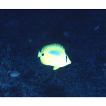 Chaetodon plebeius Cuvier, 1831