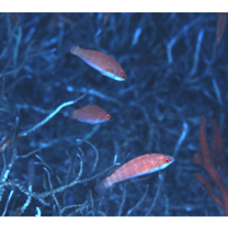 Paracheilinus carpenteri Randall et Lubbock, 1981