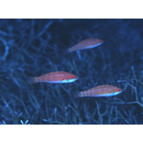 Paracheilinus carpenteri Randall et Lubbock, 1981