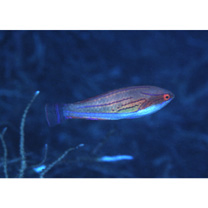 Paracheilinus carpenteri Randall et Lubbock, 1981