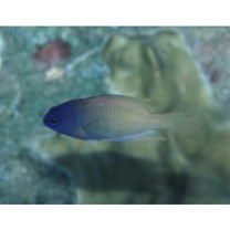 Chrysiptera rex (Snyder, 1909)