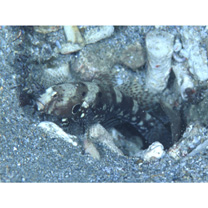 Cryptocentrus nigrocellatus (Yanagisawa, 1978)