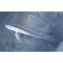 Myersina nigrivirgata Akihito et Meguro, 1983