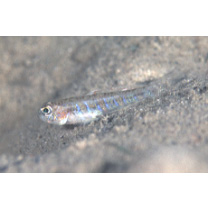 Gobiidae, indeterminate genus et species