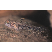 Redigobius bikolanus (Herre, 1927)