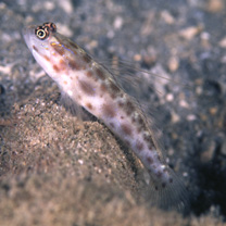 Ctenogobiops mitodes Randall, Shao et Chen, 2007