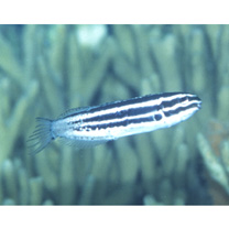 Meiacanthus grammistes (Valenciennes, 1836)