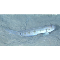 Oxyurichthys papuensis (Valenciennes, 1837)