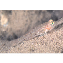 Asterropteryx senoui Shibukawa et Suzuki, 2007