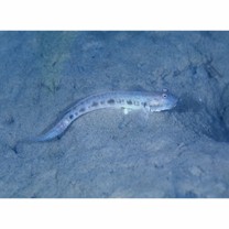 Oxyurichthys papuensis (Valenciennes, 1837)