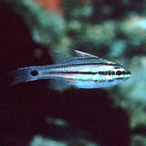 Ostorhinchus doederleini (Jordan et Snyder, 1901)