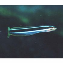 Plagiotremus rhinorhijnchos (Bleeker, 1852)