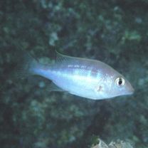 Lethrinus genivittatus Valenciennes, 1830