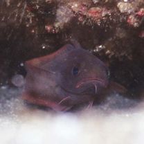 Physiculus maximowiczi (Herzenstein, 1896)