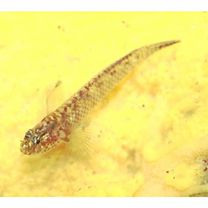 Eviota abax (Jordan et Snyder, 1901)