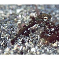 Pseudoblennius cottoides (Richardson, 1848)