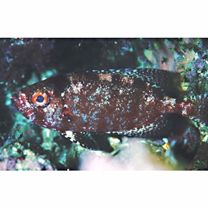 Heteropriacanthus carolinus (Cuvier, 1829)